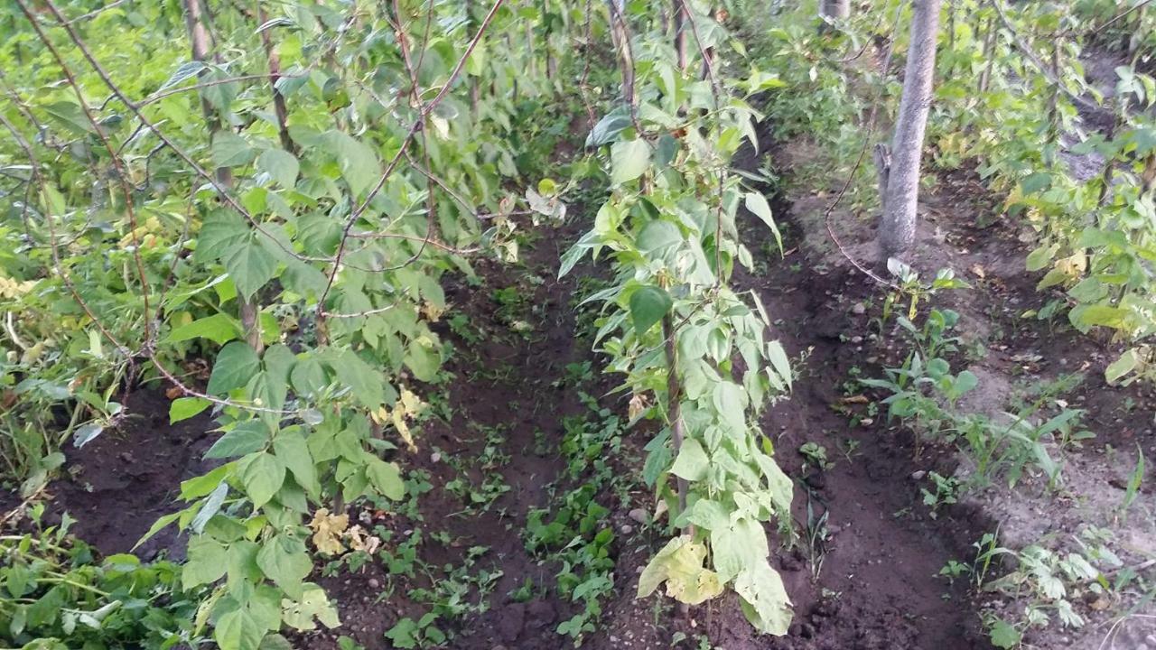 Verishen Guest House B&B Ґоріс Екстер'єр фото